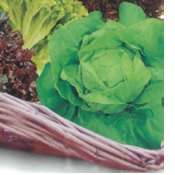 COMBO - LETTUCE GOURMET
